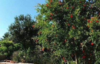 Faros oasis - Foto 68