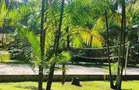 Chácara Bela Vista - Photo 41