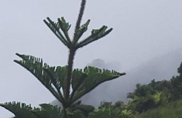 Sítio Bela Vista - Photo 28