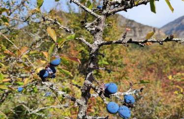 El Refugio de Tena - tucasaenlospirineos - Foto 35