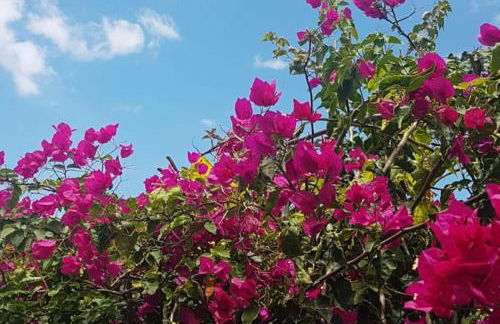 Magical VILLA CASA KOI in Sao Bras de Alportel - Foto 9