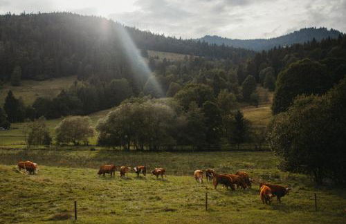 Schwarzwald Loft Panoramablick Menzenschwand - Foto 11