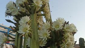 Angelika - Foto 3, Garden