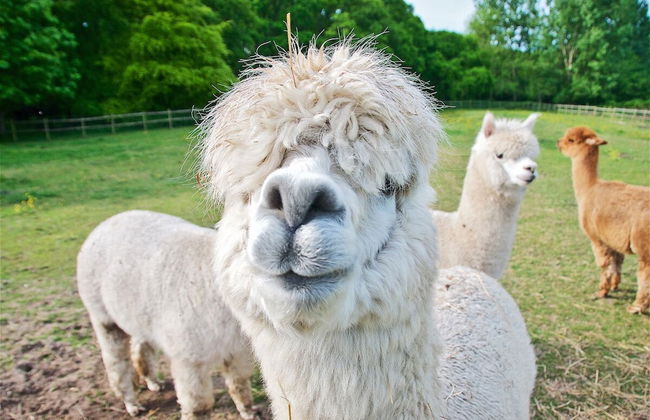 Northlands Farm & Lakes - Foto 45