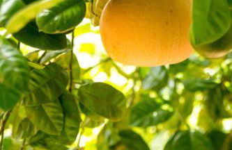 Holiday Home Il Borgo Degli Agrumi - Foto 37