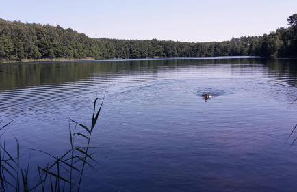 Agroturystyka Polana Harmonii - Foto 47