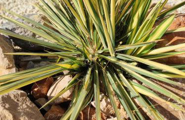 Privé vakantiewoning "Casa Stirio" met zwembad regio calpé-jalon - Foto 37