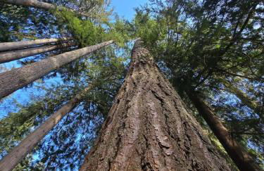 Luna's A-Frame - River & Spa - Foto 24