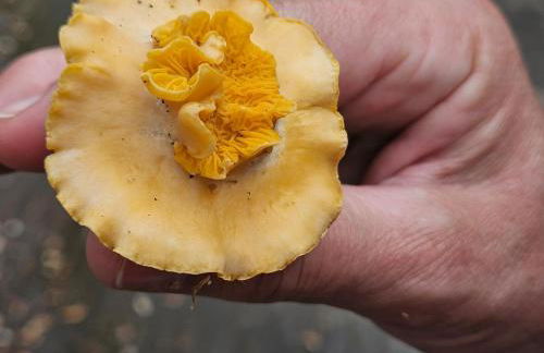 Masia Cal Fuster - Foto 37