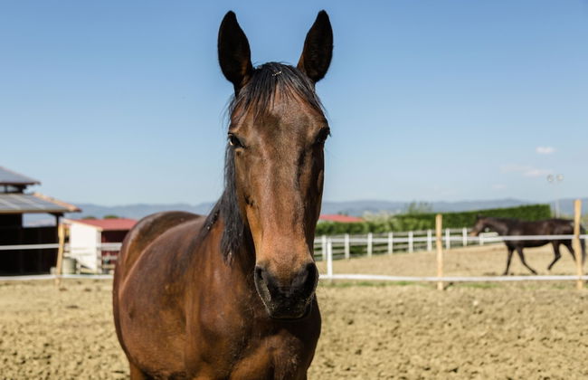 Podere San Giuseppe - Photo 19