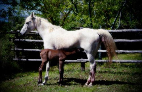 Agriturismo Locanda Pantanello - Foto 71