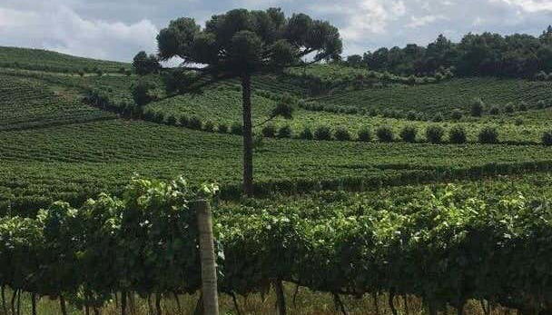 Bento Gonçalves Cheese & Wine Tour - Foto 2