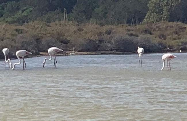 Sardinian Villa Enjoy Stintino With Your Pets ! - Photo 15
