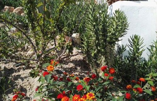 Bouganville Studios Stegna - Foto 16