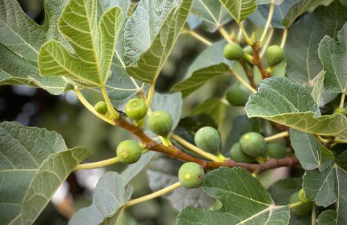 Quinta do Areal - Foto 39