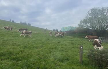 Kapellenhof Ferienwohnungen - Foto 9