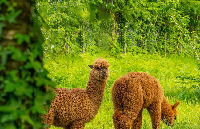 Alya Kartepe Villa Hotel - Foto 64