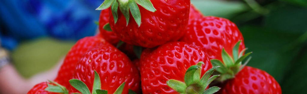 Kawah Putih et Ranca Upas Water Village - Excursion d'une journée - Photo 1