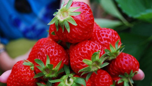 Excursión de día completo a Kawah Putih y Ranca Upas Water Village - Foto 4