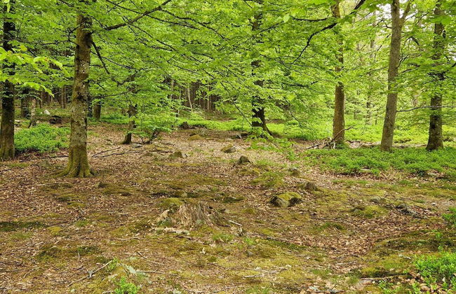 Charming Lakeside Cottage Getaway - Photo 16