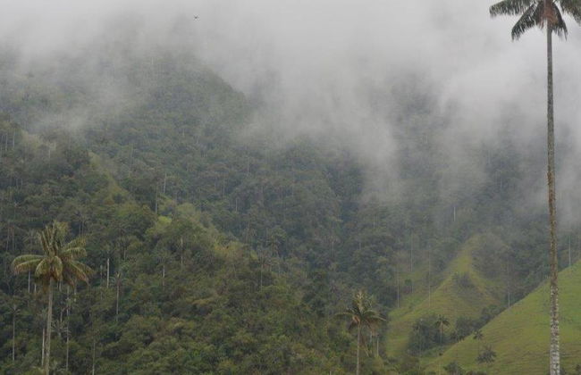 Erkunden Sie das bezaubernde Cocora-Tal, Salento und Filandia – Tagestour - Foto 6