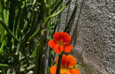 Casa Priscilla - Foto 10