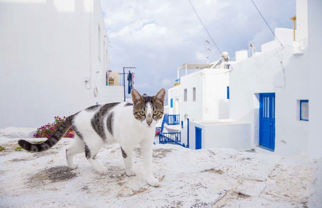 Excursión a Mykonos - Foto 7