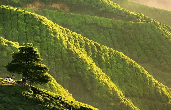 Cameron Highlands Tour - Photo 1