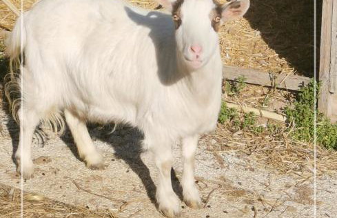 Glamping & Residence IL Villaggio del Re - Foto 51