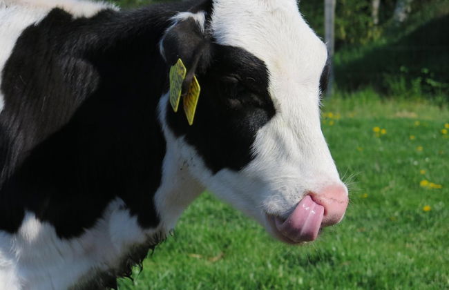 Nymarksminde Apartments & Farmpark - Foto 30