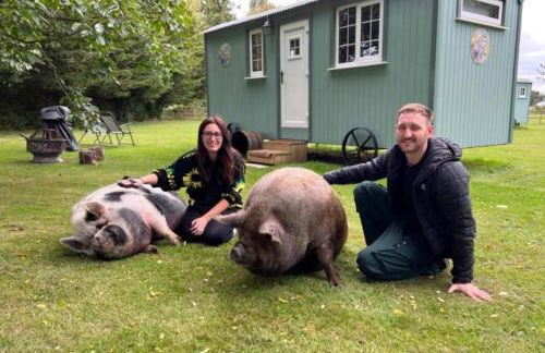 Starry Meadow & Rescued Animal Experiences - Foto 22