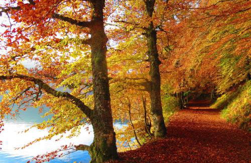 L'Esprit du Bois - Foto 24