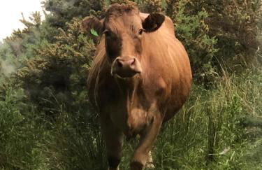 The Bothy at Ivy Cottage - Foto 23