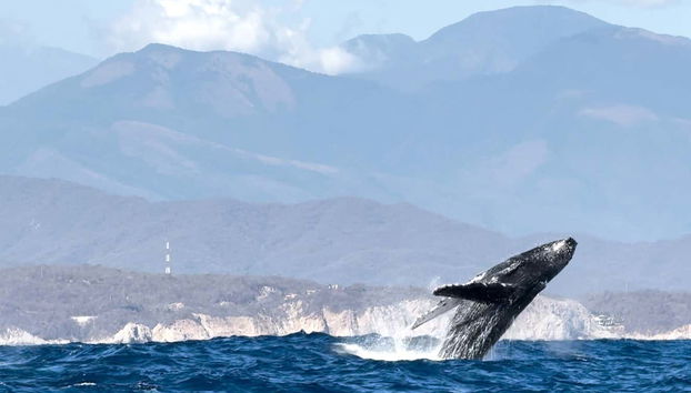 Get great views as you watch the whales