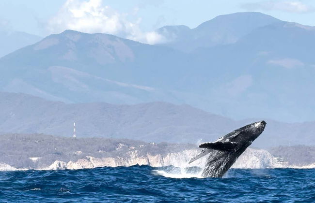 Crociera nella baia di Santa Cruz all'alba - Foto 4