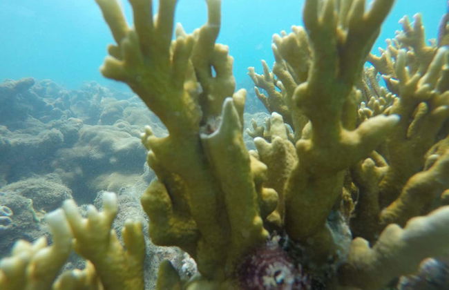 Excursión al Parque Marino de Recife de Fora - Foto 3