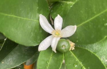 La Maison du Cocher - Studio climatisé en Hypercentre - Photo 11