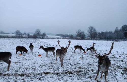 Smocze Ranczo - Foto 71