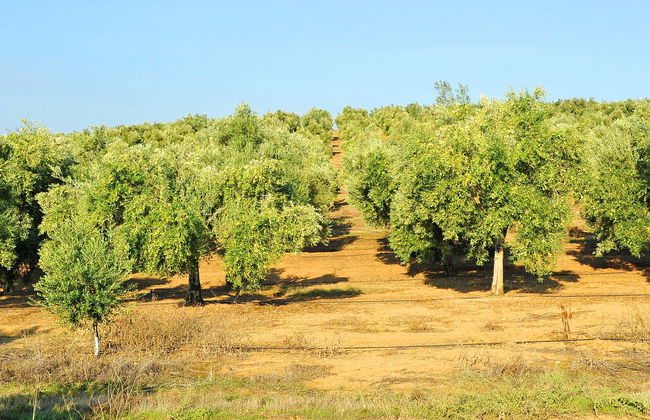 Herriza de La Lobilla Visit + Olive Oil Tasting - Foto 1