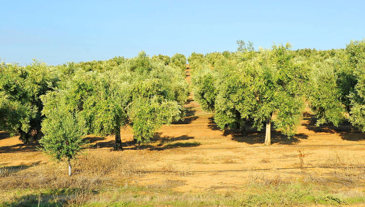 Herriza de La Lobilla Visit + Olive Oil Tasting - Foto 1