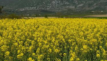 Rustic villa LENI - Foto 3