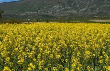 Rustic villa LENI - Photo 3