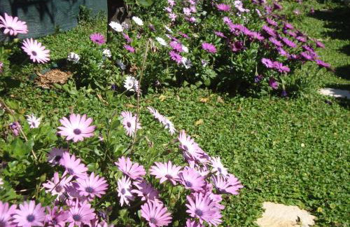 Apartments Lonza - Foto 14