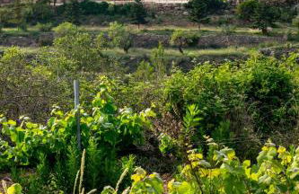 La Masieta Tarragona - Foto 40