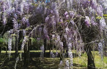Casas Do Zagão - Turismo Rural - Foto 42