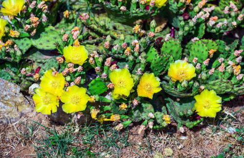 Sunny house - Foto 47