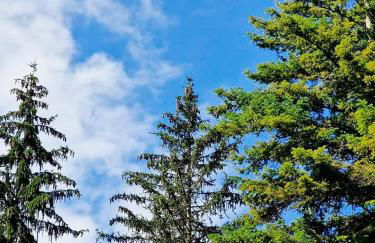 La Stella Alpina - Photo 9