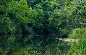 Cabin 1 Remote cabin next to Sam Houston National Forest - Foto 10