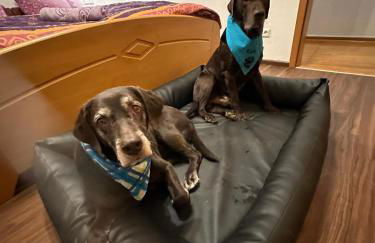 Ferienhaus Löwenherz - Foto 23