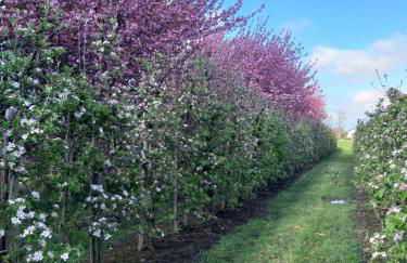 Ferienwohnung Apfelkorb - Foto 31